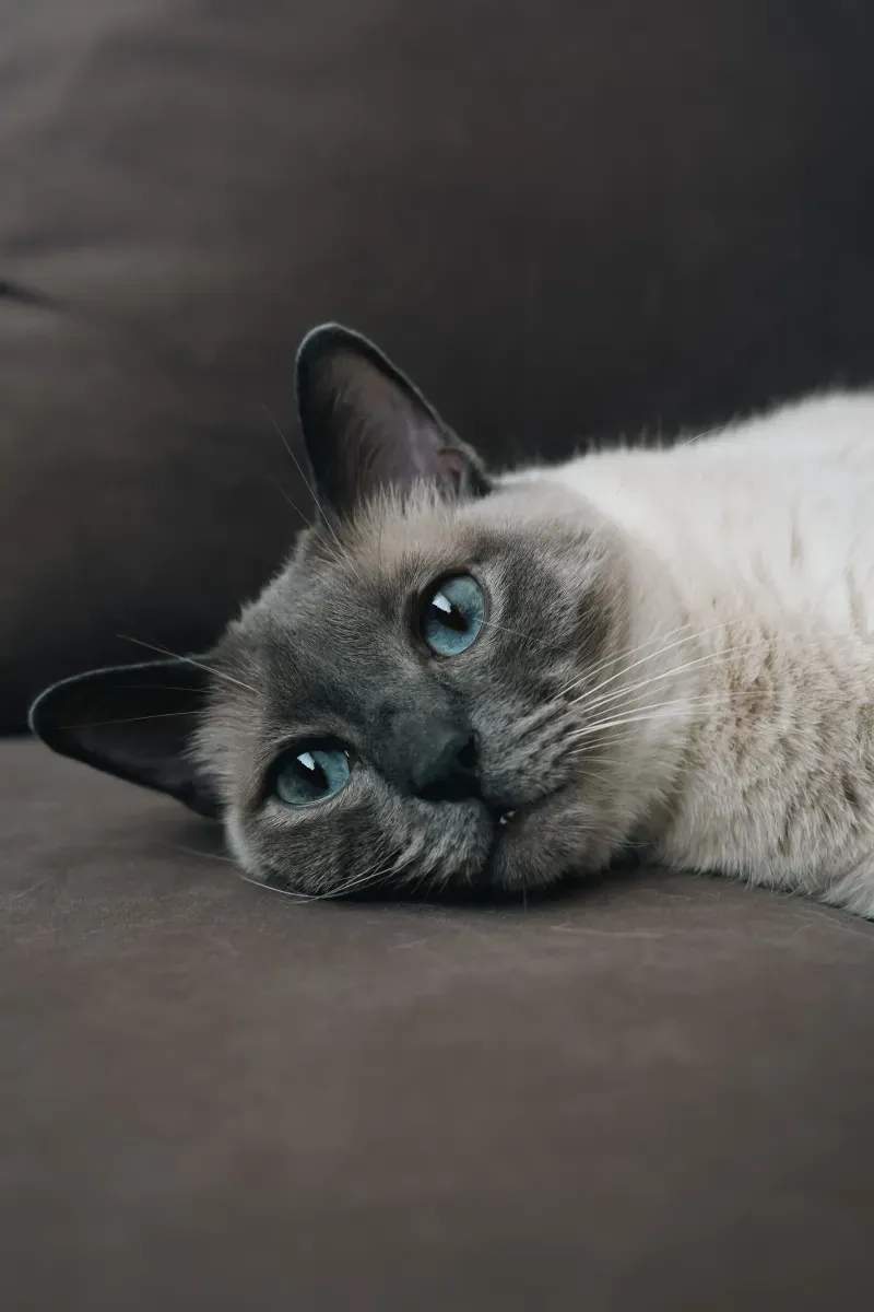 冬のおうち時間を快適にする、猫のための室内環境づくり