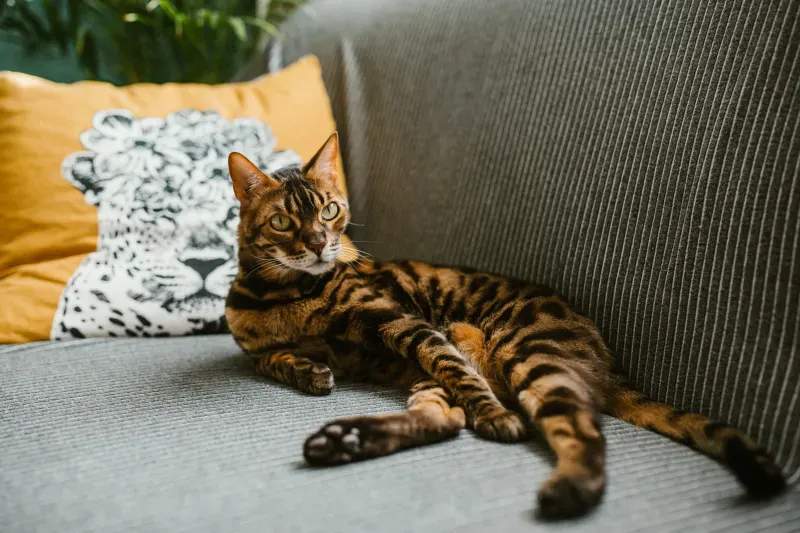 ねこみらいキャットサポート株式会社 11