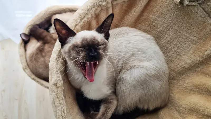 ねこみらいキャットサポート株式会社 12