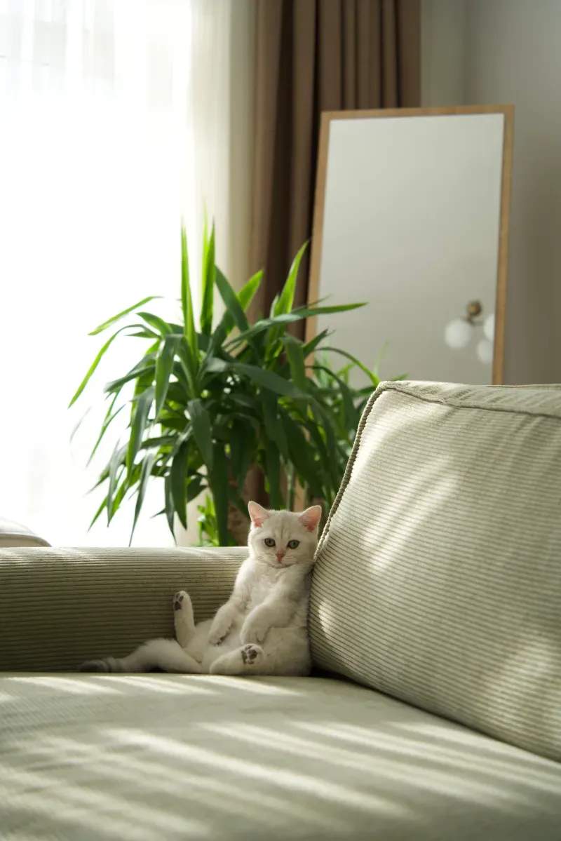 ねこみらいキャットサポート株式会社 3