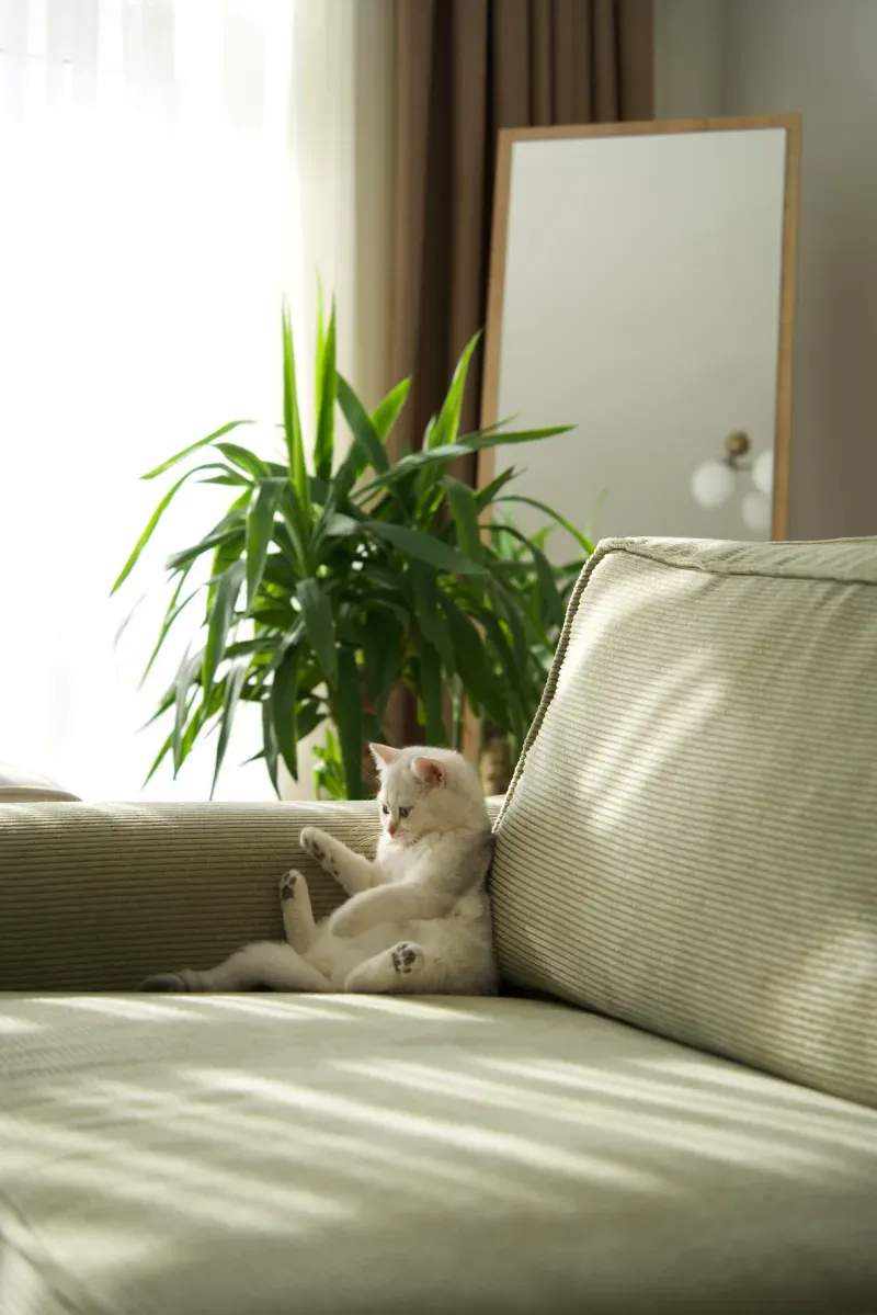 ねこみらいキャットサポート株式会社 9