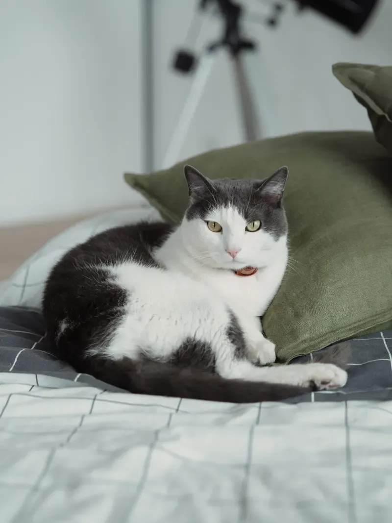 猫用品の定期お届けサービス